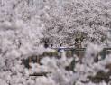 서울 벚꽃 명소에서 즐기는 ’봄의 정취’