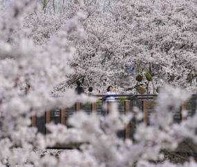 서울 벚꽃 명소에서 즐기는 ’봄의 정취’