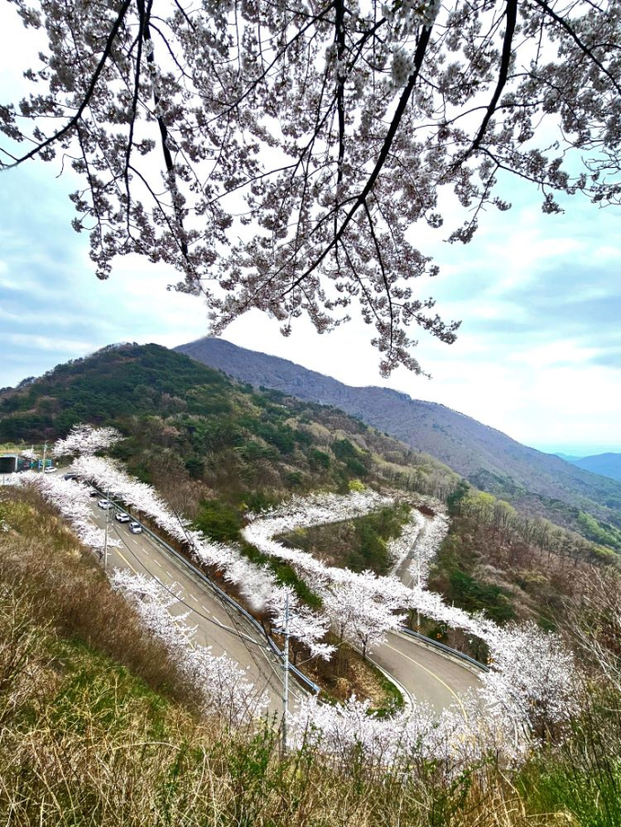 의령 자굴산 색소폰도로 벚꽃 절정 