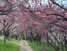 '꽃잎이 많으면 행복도 커진다' 겹벚꽃 보러 부산 중앙공원으로 오세요!