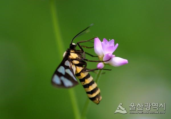 ‘태화강에 야생갓꽃 생태관찰장’ 운영 