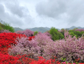 전주 완산공원 꽃동산, 화사한 봄꽃의 유혹에 상춘객 몰려 