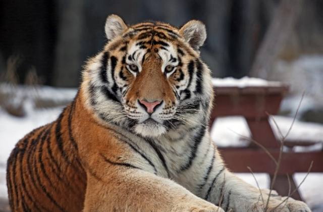 서울대공원 시베리아호랑이 ‘태백’ 숨져…1년새 3마리 폐사 