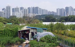 12년 만의 그린벨트 해제, '도시 열섬화 가속'
