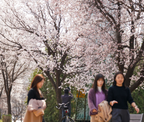 안양천 ‘벚꽃길’ 따라 포근한 날씨 즐기는 시민들 [쿠키포토]