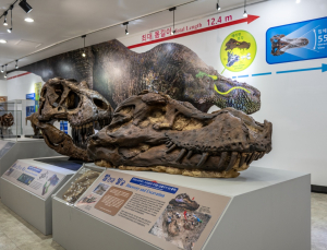 'T-REX '수(SUE)' 두개골 최초 공개'… 지질박물관 '티라노사우루스 120년을 만나다' 특별전