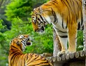 백두대간수목원, 사계절 테마 전시 강화… 호랑이트램 요금 인상