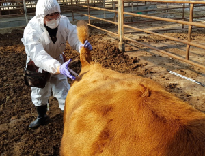 세종시, 구제역 백신 긴급 접종… 내달 15일까지 앞당겨