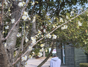 매화(梅花)의 봄 마중