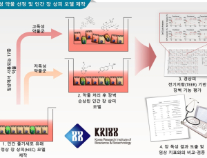 [쿠키과학] '항암제 장벽 손상 92% 민감도로 포착'… 생명연, 사람 장 닮은 줄기세포 모델 개발