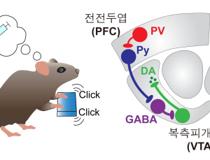 [쿠키과학] '마약중독 재발' 의지력 보단 뇌 회로 문제