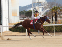 빈체로카발로, 부산일보배 우승…2년 연속 트로피