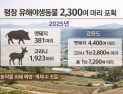 평창지역 지난해 멧돼지·고라니 등 유해야생동물 2300여마리 포획
