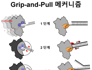 [쿠키과학] 에너지 없이 RNA 분해… KAIST, Xrn1 작동 원리 규명