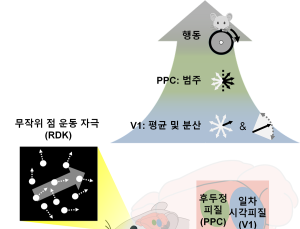 [쿠키과학] '수백 개 나뭇잎 움직임 한 번에 파악하는 비밀'… IBS, 뇌 '압축 전략' 규명