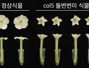 [쿠키과학] '시간 맞춰 피는 꽃의 비밀'… KAIST, 개화·향기 동시 조절하는 '생체시계 유전자' 규명