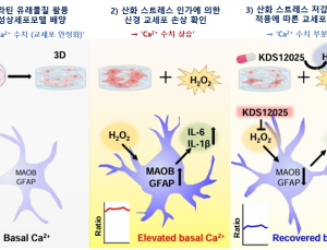 [쿠키과학] '초·분 단위로 뇌 독성 감지'… KIT, 뇌질환 치료제 효능 초고속 판독