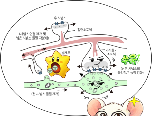 [쿠키과학] '시냅스 줄였더니 학습력 ↑'… IBS-뇌연구원, 뇌 회로 재편 '신트로고' 개발