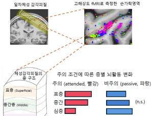 [쿠키과학] '뇌의 정교한 감각 조절 비밀'... IBS, 피질 층별 신호조절 입증