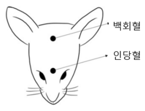 [쿠키과학] '침으로 PTSD 우울·불안 동시 완화'… 한의학연, 삼차신경 자극 침 치료