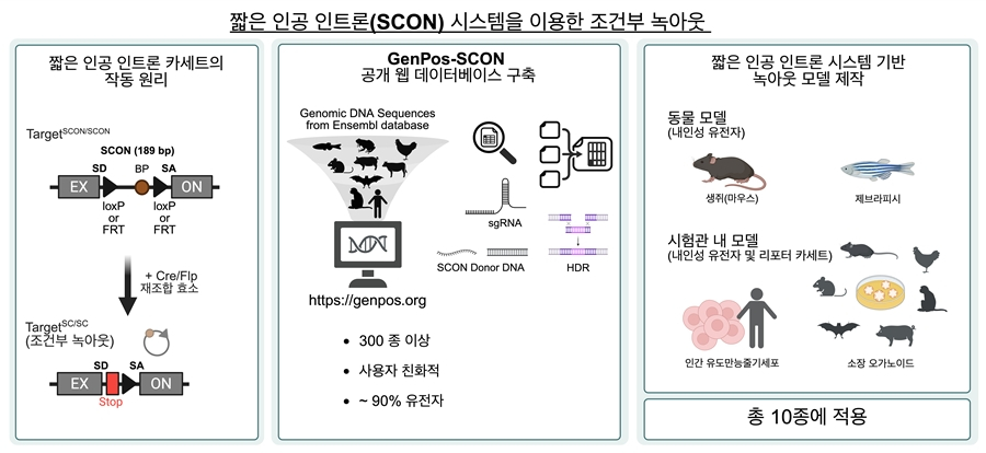 SCON 시스템을 이용한 조건부 녹아웃. IBS