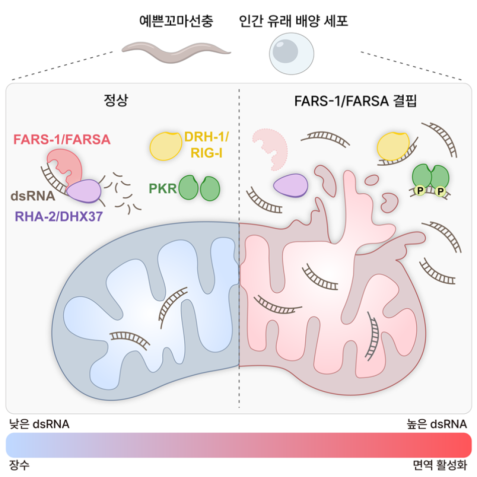 FARSA의 dsRNA 조절을 통한 면역-장수 균형 유지 역할. FARSA는 DHX37 효소와 함께 미토콘드리아 유래 dsRNA가 세포질에 쌓이지 않도록 조절해 면역 과활성화를 막고 노화를 늦춘다. 반대로 FARSA 기능이 떨어지면 dsRNA가 축적돼 면역 센서(RIG-I·PKR)가 과도하게 활성화되고, 만성 염증과 함께 노화가 촉진된다. 한국연구재단