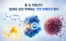 [쿠키과학] KAIST, 암세포 성장 스위치 끄는 천연물질 찾았다