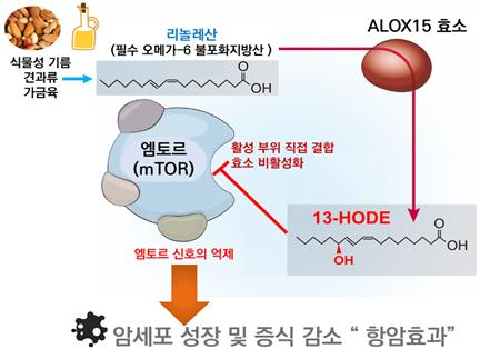 리놀레산 유래 13-HODE의 mTOR 직접 저해 기반 암세포 성장 억제 효과. KAIST