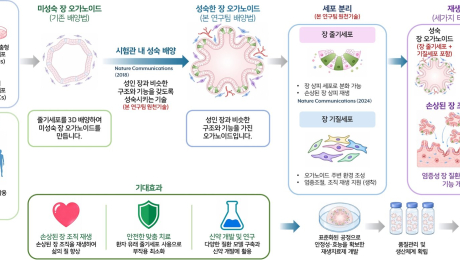 생명연, 손상된 장 재생하는 오가노이드 치료제 상용화… 오가노이드사이언스에 기술이