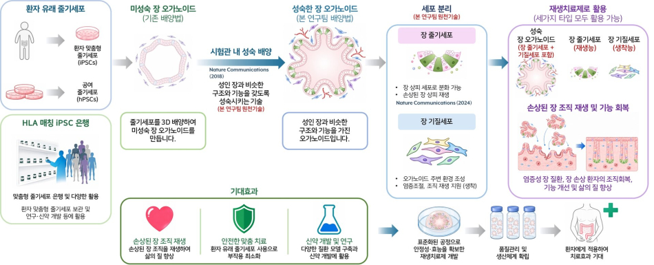 장 오가노이드 기반 재생치료제 개발 및 활용 개요. 한국생명공학연구원