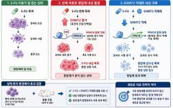 [쿠키과학] ‘항암제 버티는 대장암 무너뜨린다’… 생명연, 5-FU 내성 원인 규명