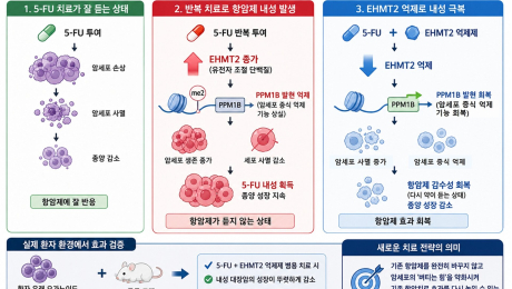[쿠키과학] ‘항암제 버티는 대장암 무너뜨린다’… 생명연, 5-FU 내성 원인 규명