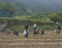 합천군, 영농철 맞아 농촌 일손돕기 활발…직원·단체 구슬땀